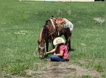 Appaloosa, Gelding, 9 years, 15,2 hh, Sorrel