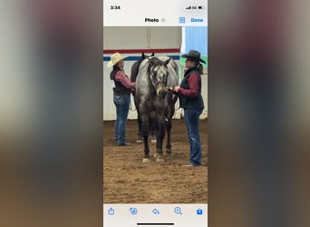 Appaloosa, Gelding, 9 years, 16 hh