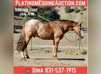 Appaloosa, Gelding, 9 years, Roan-Red