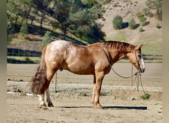 Appaloosa, Gelding, 9 years, Roan-Red