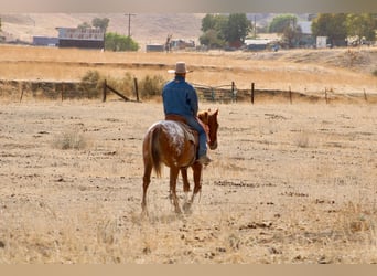 Appaloosa, Gelding, 9 years, Sorrel