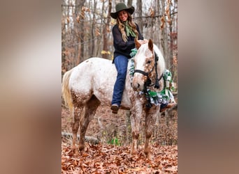 Appaloosa, Giumenta, 10 Anni, 137 cm, Roano rosso