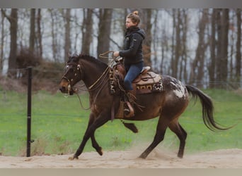 Appaloosa, Giumenta, 10 Anni, 148 cm, Leopard