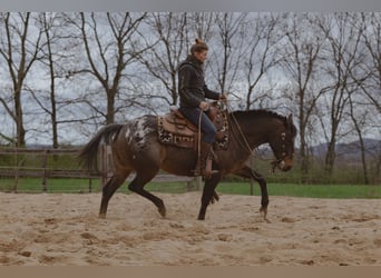 Appaloosa, Giumenta, 10 Anni, 148 cm, Leopard