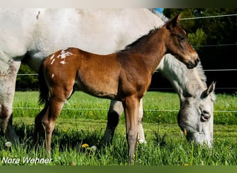 Appaloosa, Giumenta, 10 Anni, 148 cm, Leopard