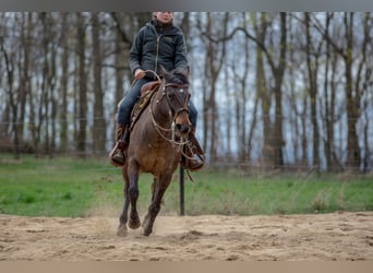 Appaloosa, Giumenta, 10 Anni, 148 cm, Leopard