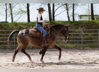 Appaloosa, Giumenta, 10 Anni, 148 cm, Leopard