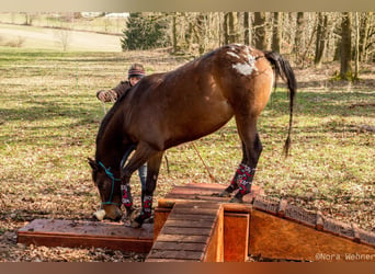 Appaloosa, Giumenta, 10 Anni, 148 cm, Leopard