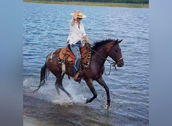 Appaloosa, Giumenta, 10 Anni, 148 cm, Leopard