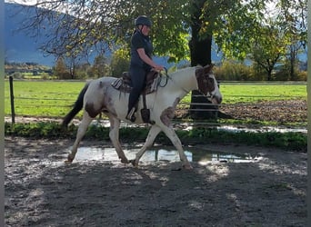 Appaloosa, Giumenta, 10 Anni, 150 cm, Leopard