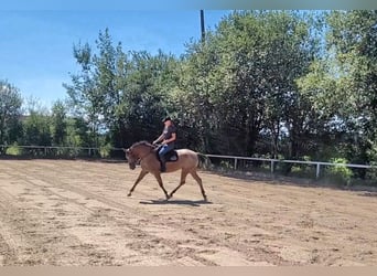 Appaloosa Mix, Giumenta, 10 Anni, 155 cm