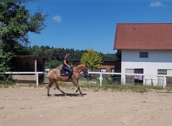 Appaloosa Mix, Giumenta, 10 Anni, 155 cm