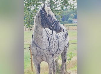 Appaloosa, Giumenta, 10 Anni, 157 cm, Leopard