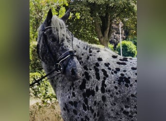 Appaloosa, Giumenta, 10 Anni, 157 cm, Leopard