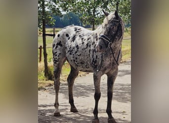 Appaloosa, Giumenta, 10 Anni, 157 cm, Leopard