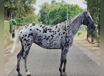 Appaloosa, Giumenta, 10 Anni, 157 cm, Leopard