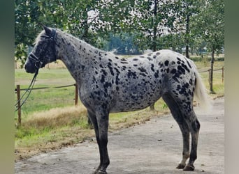 Appaloosa, Giumenta, 10 Anni, 157 cm, Leopard