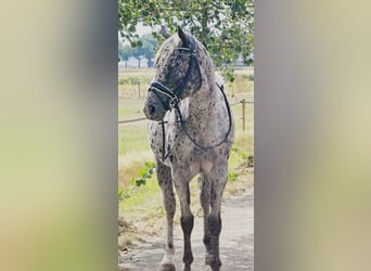 Appaloosa, Giumenta, 10 Anni, 157 cm, Leopard
