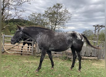 Appaloosa, Giumenta, 11 Anni, 150 cm