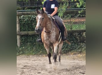 Appaloosa, Giumenta, 11 Anni, 154 cm