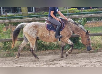 Appaloosa, Giumenta, 11 Anni, 154 cm
