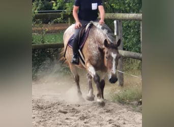Appaloosa, Giumenta, 11 Anni, 154 cm