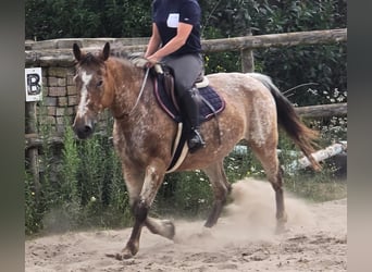 Appaloosa, Giumenta, 11 Anni, 154 cm
