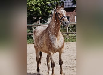 Appaloosa, Giumenta, 11 Anni, 154 cm