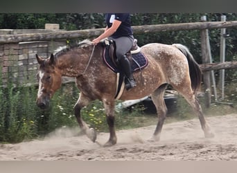 Appaloosa, Giumenta, 11 Anni, 154 cm