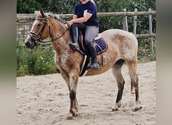 Appaloosa, Giumenta, 11 Anni, 154 cm