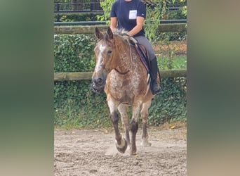 Appaloosa, Giumenta, 11 Anni, 154 cm