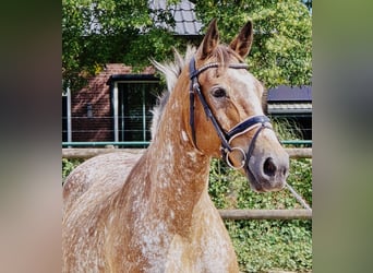 Appaloosa, Giumenta, 11 Anni, 154 cm