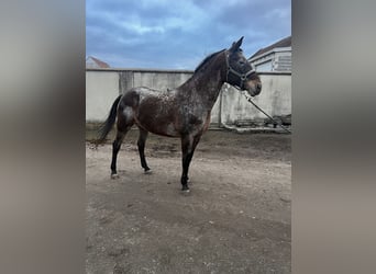 Appaloosa, Giumenta, 11 Anni, 158 cm, Baio roano