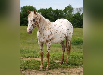 Appaloosa, Giumenta, 11 Anni, Leopard