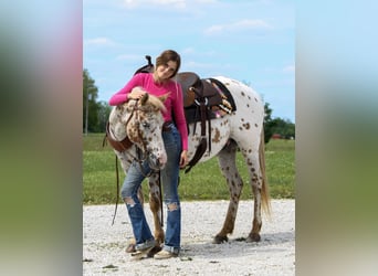 Appaloosa, Giumenta, 11 Anni, Leopard