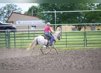 Appaloosa, Giumenta, 11 Anni, Leopard