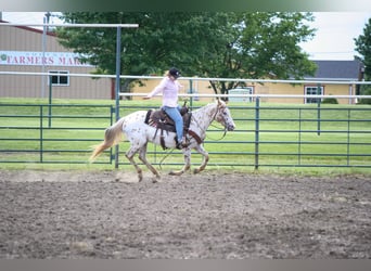 Appaloosa, Giumenta, 11 Anni, Leopard