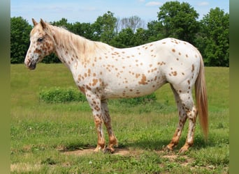 Appaloosa, Giumenta, 11 Anni, Leopard