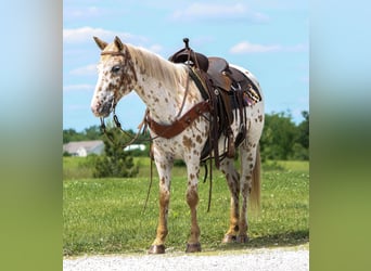 Appaloosa, Giumenta, 11 Anni, Leopard