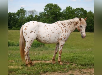 Appaloosa, Giumenta, 11 Anni, Leopard