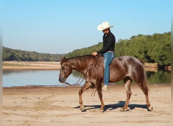 Appaloosa, Giumenta, 12 Anni, 150 cm, Roano rosso