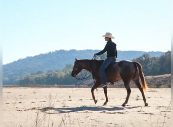 Appaloosa, Giumenta, 12 Anni, 150 cm, Roano rosso