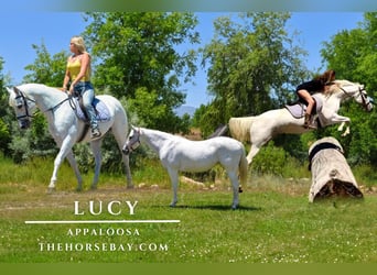 Appaloosa, Giumenta, 12 Anni, 155 cm, Bianco