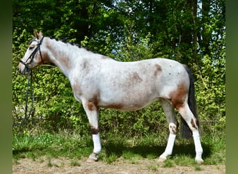 Appaloosa, Giumenta, 12 Anni, 158 cm, Leopard