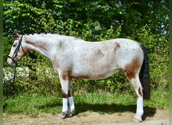 Appaloosa, Giumenta, 12 Anni, 158 cm, Leopard