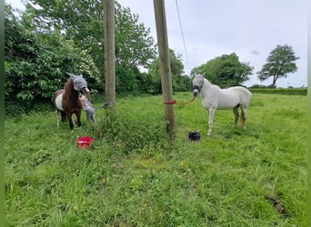 Appaloosa, Giumenta, 13 Anni, 133 cm, Tobiano-tutti i colori