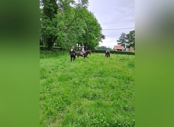 Appaloosa, Giumenta, 13 Anni, 133 cm, Tobiano-tutti i colori