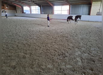 Appaloosa, Giumenta, 13 Anni, 133 cm, Tobiano-tutti i colori