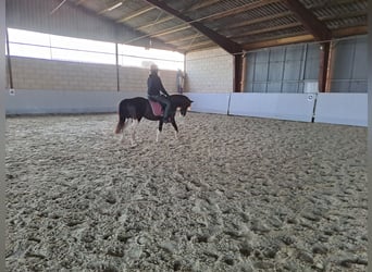 Appaloosa, Giumenta, 13 Anni, 133 cm, Tobiano-tutti i colori