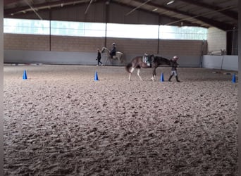 Appaloosa, Giumenta, 13 Anni, 133 cm, Tobiano-tutti i colori